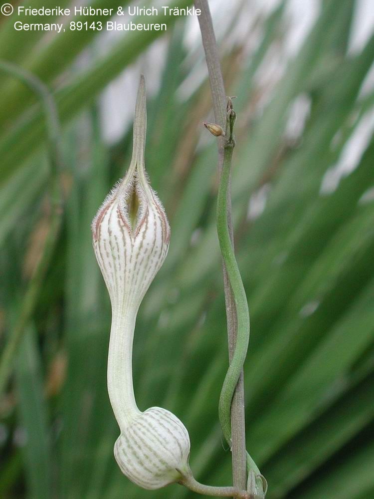 Fotoausstellung Ceropegia a-i
